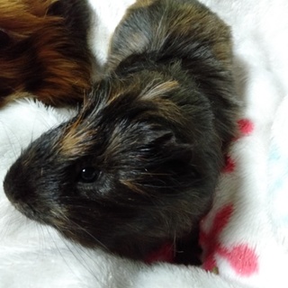 急募　優しい里親募集中