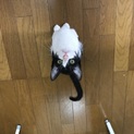 おじいちゃんじゃないよ子猫だよ。覆面でもないからね