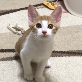 優しい里親さんお待ちしています