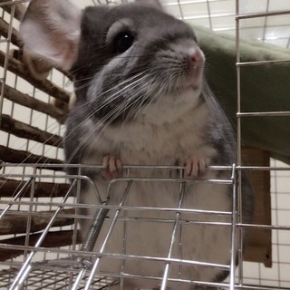 チンチラ ♂バイオレットカラー 4歳