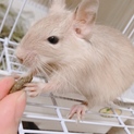 デグー  サンド オス