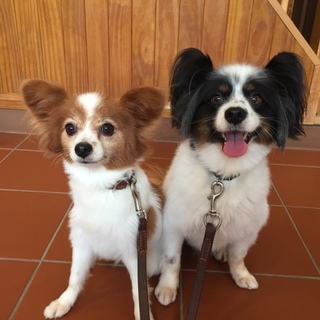 とても仲の良い姉弟パピヨンです