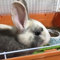 ミニウサギ