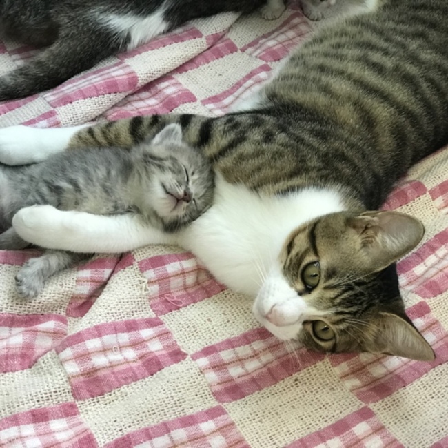 GinTotoMomoのカバー写真