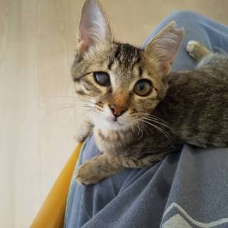 ねこまつり参加ねこかまってちゃんのウリちゃん子猫