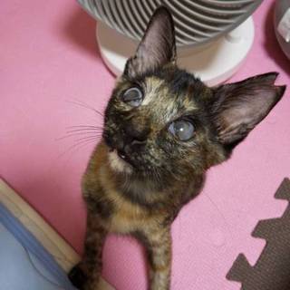 ねこまつり参加猫天真爛漫甘えた子猫