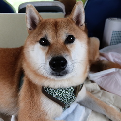 「忍ちゃん幸せプロジェクト完了。」サムネイル3