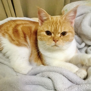 マンチカンのフレンドリーな女の子