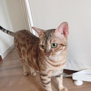 美し過ぎるベンガル女の子