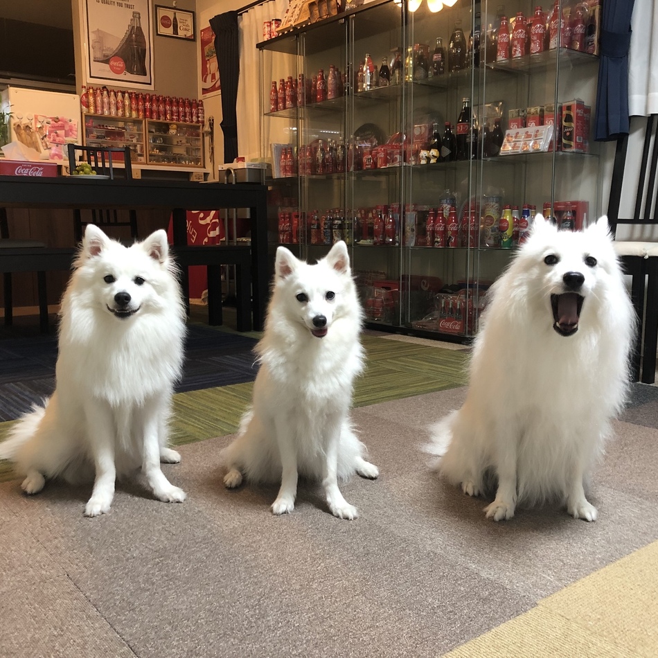 小次郎 日本スピッツ ペットのおうち 月間利用者150万人