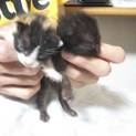 子猫(ミケ、クロ)2匹里親募集中です！