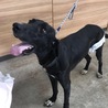人も犬も大好き甘えん坊プロット★ジョアン サムネイル7