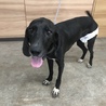 人も犬も大好き甘えん坊プロット★ジョアン サムネイル6