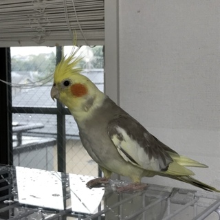 オカメインコ シナモン メス 10/22 追加