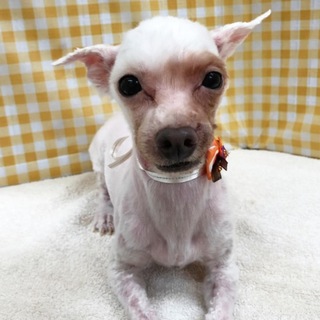 飼育放棄マルチーズ　女の子