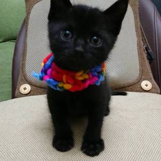 ユニークで可愛い、みそのちゃん正式譲渡！