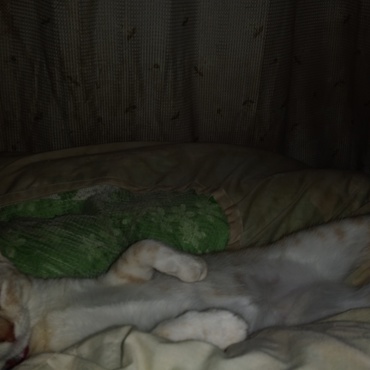 スマフォで遊んでる横でｽﾔｰ