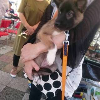 元野犬の子犬です