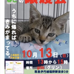 猫の譲渡会