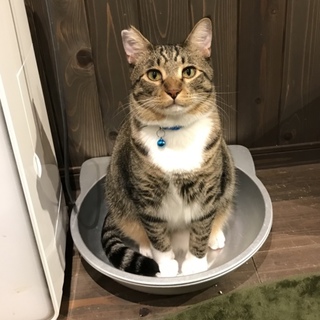 大きなお顔の甘えん坊ボス君