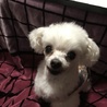 シャンテー