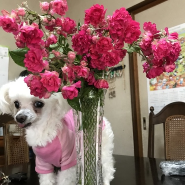 シャンテーのカバー写真