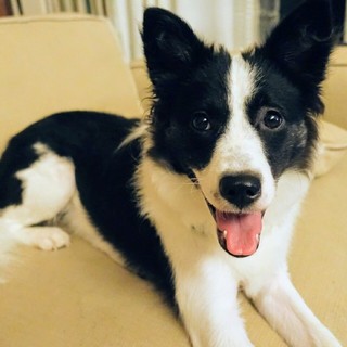 ツクシ♀推定１歳　家族募集中！