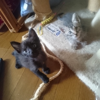 元気いっぱいな兄弟♪リルラ♪リラ～♪