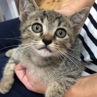 カワイイ❣️キジトラ3兄妹です！