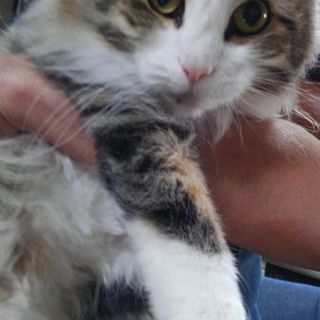 ノルウェージャンフォレストキャット５歳の女の子