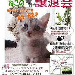 大阪市北区*子猫 &大人ねこの幸せさがし譲渡会