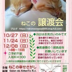 大阪市北区*子猫 &大人ねこの幸せさがし譲渡会 サムネイル2
