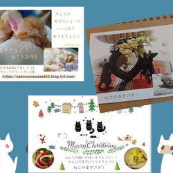 大阪市北区*子猫 &大人ねこの幸せさがし譲渡会 サムネイル3