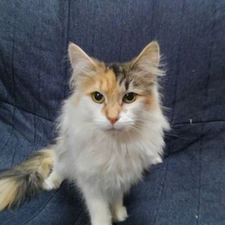 ノルウェージャンフォレストキャット５歳の女の子