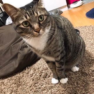 人懐っこいマイペース君♫ライム君