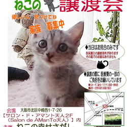 大阪市北区*子猫 &大人ねこの幸せさがし譲渡会