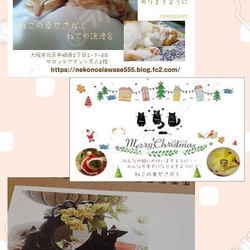 大阪市北区*子猫 &大人ねこの幸せさがし譲渡会 サムネイル2