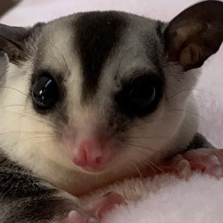 フクロモモンガ ♂ホワイトフェイス 