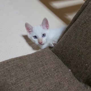 里親さん募集中です