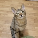 甘えたくて、遊びたくて運命の日を待っています☆