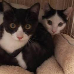 ソライエひろば　保護猫譲渡会 サムネイル2