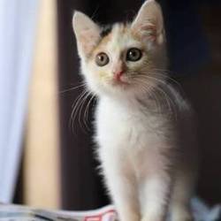 ソライエひろば　保護猫譲渡会 サムネイル3