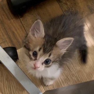 片目に障害があるけどとってもカワイイカヌレちゃん