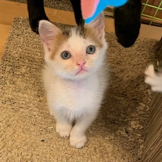 ちょっと和風顔なのにスフレちゃん