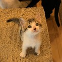 これでも三毛っこサブレちゃん