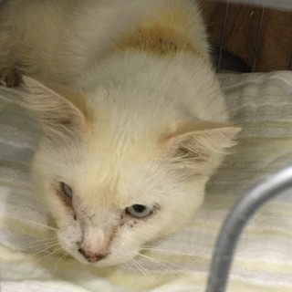 SOS！ブルーの目!人慣れ白猫の男子★ルック君