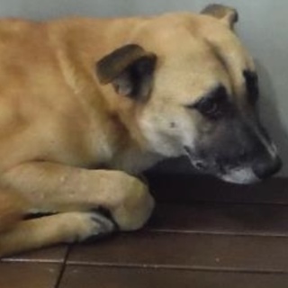 団体様より引出し。。成犬♂茶黒 214
