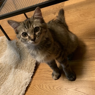 ゴロゴロ甘えん坊なキジトラ長毛の女の子『チャイナ』