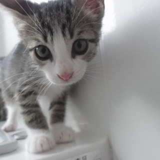 仲良し五つ子⭐️子猫＜薄茶きじ男の子＞