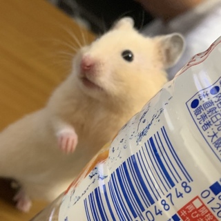 生後約3ヶ月！キンクマハムスター男の子！